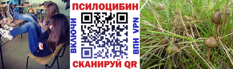 Галлюциногенные грибы Psilocybine cubensis  Шелехов 